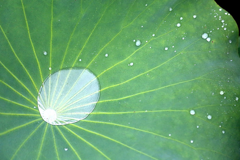 fragility, dew, drop, plant, outdoors, no people, 1080P, leaf of nelumbo nucifera, freshness, flower, leaf, lotus leaf, growth, water, plant part, close-up