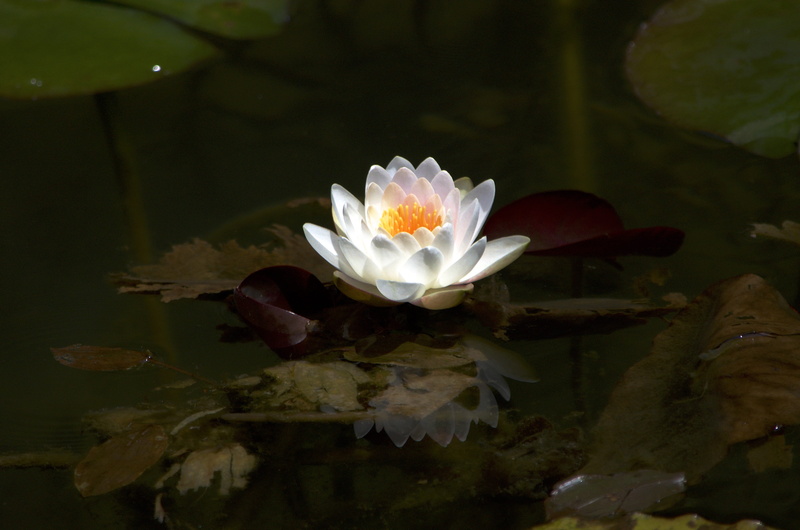 Aquatic Plant, close-up, fragility, growth, japan, flower head, pollen, 4K, water, no people, beauty in nature, outdoors, floating on water, inflorescence