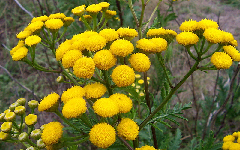 herbs, essential, flowers, blue, morocco, aromatherapy, 1080P, buds, medicinal, yellow, origin, tansy, x, nucifera, cocos, annuum, tanacetum, oils, l