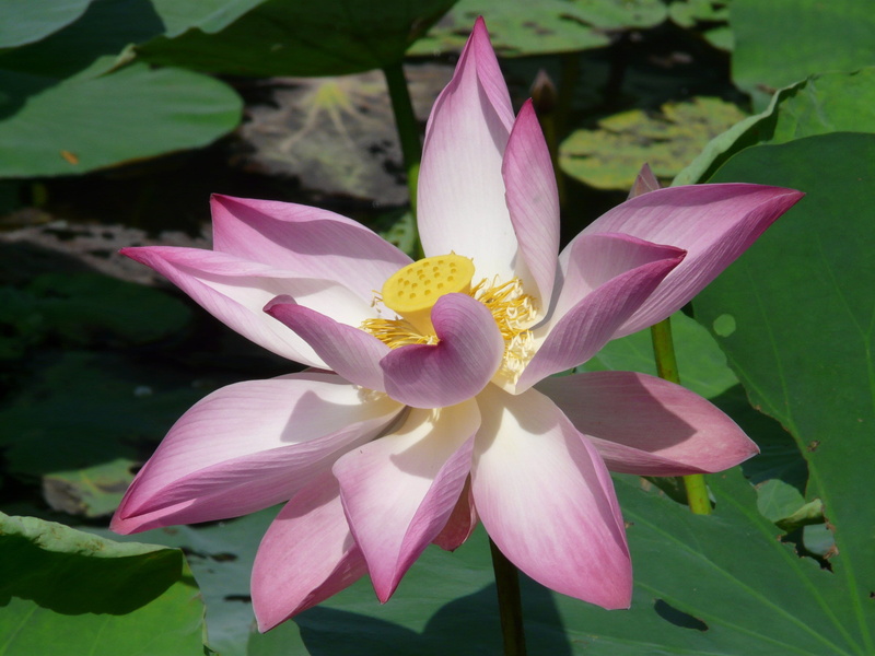 flowering plant, petal, seeds was, nelumbonaceae, water lily, inflorescence, lotus blossom, bloom, leaf, blossom, nymphaea nelumbo, beauty in nature, purple