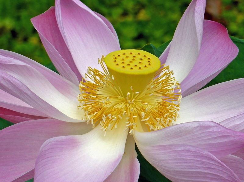 Seeds, nucifera, Plants, nature, botanical, can live, lotus  flower, 1,000 years, Garden, Lotus Flower, nelumbo, flower, petal, public domain, 1080P, Nelumbo nucifera