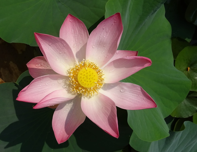 blooming, sharada, plant, growth, lotus, flower, flowering plant, sarsija, garden, 2K, stamen, nature, serenity, petal, fragility, east indian lotus, lotus water lily