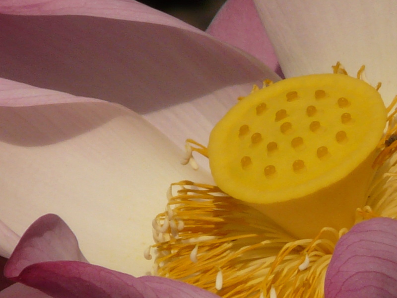 lotus flowers, nymphaea nelumbo, lotus, vulnerability, 2K, seeds, flowering plant, real people, lotus plants, Bloom, one person, petal, indian lotus, yellow