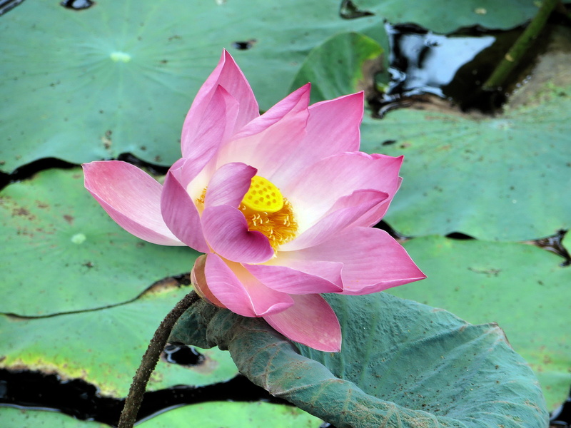 water, Pink, flower head, plant, inflorescence, outdoors, leaf, Buddhism, nature, Lotus, petal, pink flower, fragility, plant part, close-up, floating on water