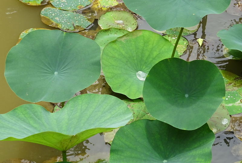 pond, green color, reflection, close-up, water lily, beauty in nature, nature, plant part, flower, lotus water lily, Nelumbo Nucifera, water, day, Leaves