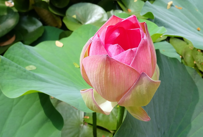 petal, rose, nelumbium speciosum, padam, fragility, peace, pink color, nature, flora, no people, pure, bud, plant part, tranquility, botanical, india, growth