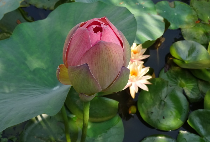 garden, nelumbium speciosum, sacred, pure, water lily, flora, flowering plant, nucifera, nelumbonaceae, lotus, freshness, bud, dharwad, plant, flower head