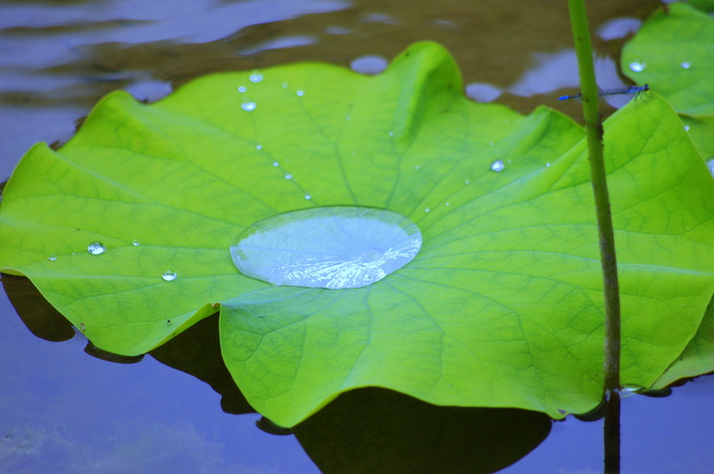 Nirvana, dew, lotus leaf, purity, growth, floating on water, 4K, leaf of nelumbo nucifera, japan, center, leaf vein, drop, pond, waterside, raindrop, plant