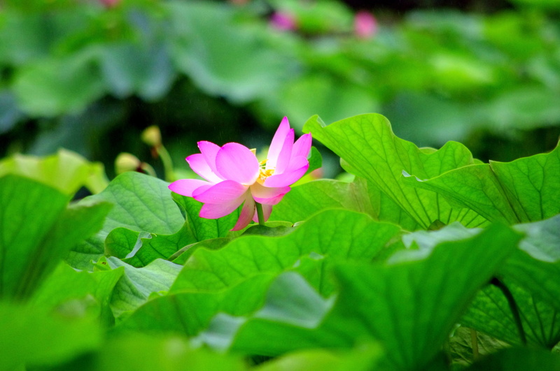 lotus water lily, vulnerability, fragility, freshness, leaf, pink flower, no people, green color, nirvana, Pond, aquatic plant, purple, Water, selective focus