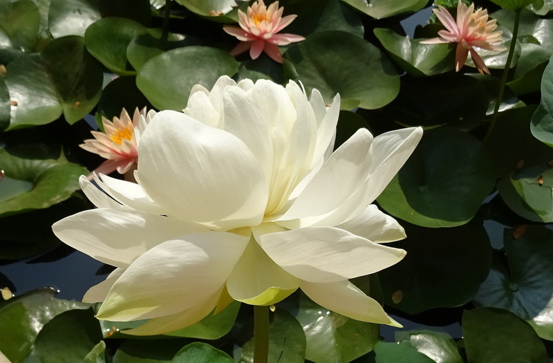 beauty in nature, fragility, vulnerability, outdoors, garden, natural, nelumbo nucifera, nature, inflorescence, flower head, photo, water, plant, bloom