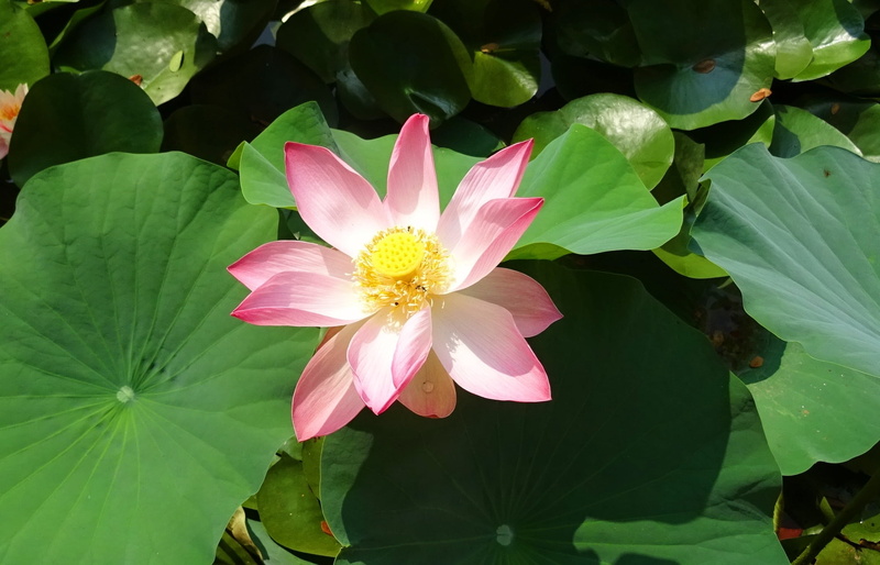 lotus water lily, white, pure, flowering plant, petal, east indian lotus, plant, fresh, botanical, leaves, garden, pink color, petaled, green color, peace