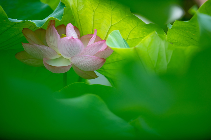 selective, beauty In Nature, freshness, purple, 5K, asia, beauty, lake, backgrounds, pink, close-up, blur, flower Head, pink Color, buddhism, plant, lily