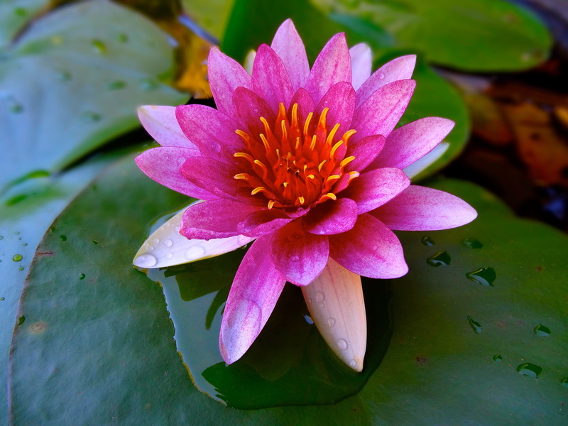 temple, dew, pink flower, beauty in nature, plant, shrine, june, lotus water lily, flowering plant, 4K, nature, petal, purple, flower head, in the early summer