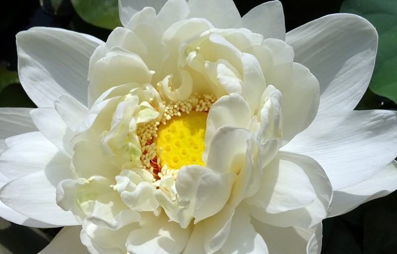 dharwad, garden, flower Head, petal, flowering plant, yellow, rose - flower, beauty in nature, growth, gardening, lotus, close-up, photography, 1080P