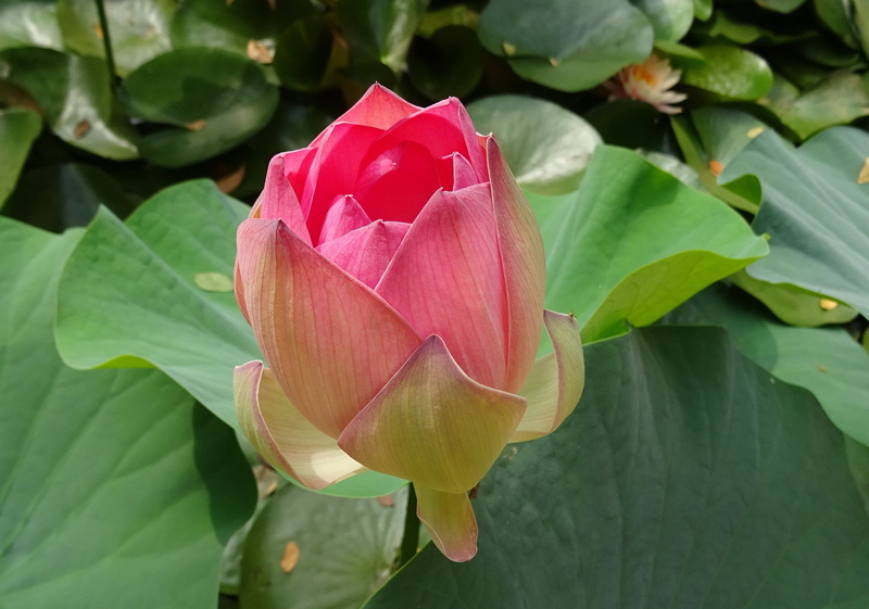 nelumbo, blooming, east indian lotus, flowering plant, freshness, dharwad, pink, garden, sacred, aquatic, lotus water lily, pink color, sharada, pond, padam