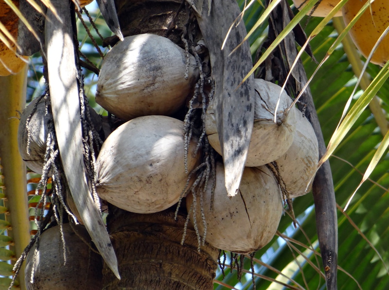 healthy eating, food and drink, nature, plant part, land, tree, food, growth, close-up, 1080P, vegetable, cocos nucifera, india, outdoors, tree-dried