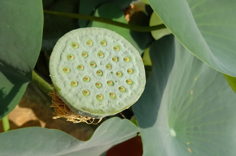 aquatic plant, pod, outdoors, indian lotus, plant part, bean of india, flower, india, lily, freshness, water, fruit, lotus, lotus water lily, plant, leaves