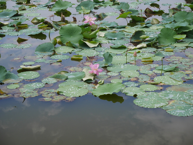 lotus water lily, nature, leaf of nelumbo nucifera, lotus, pink, beauty in nature, 4K, flowering plant, leaf, waterfront, lake, green color, pond, lotus flower