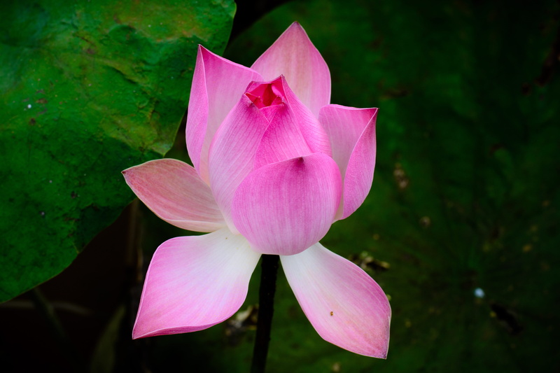 pink, garden, outdoors, focus on foreground, growth, 5K, green, pink color, lotus water lily, lotus, nelumbo nucifera, petal, beauty in nature, plant