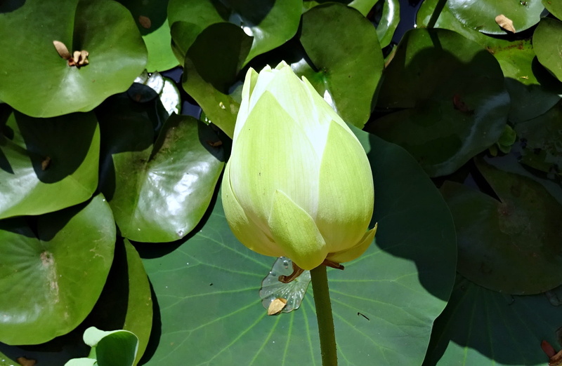 Lotus, growth, aquatic, nature, green color, sacred lotus, White, indian lotus, Flower, tropical, india, outdoors, nelumbo nucifera, plant, leaves, flower head
