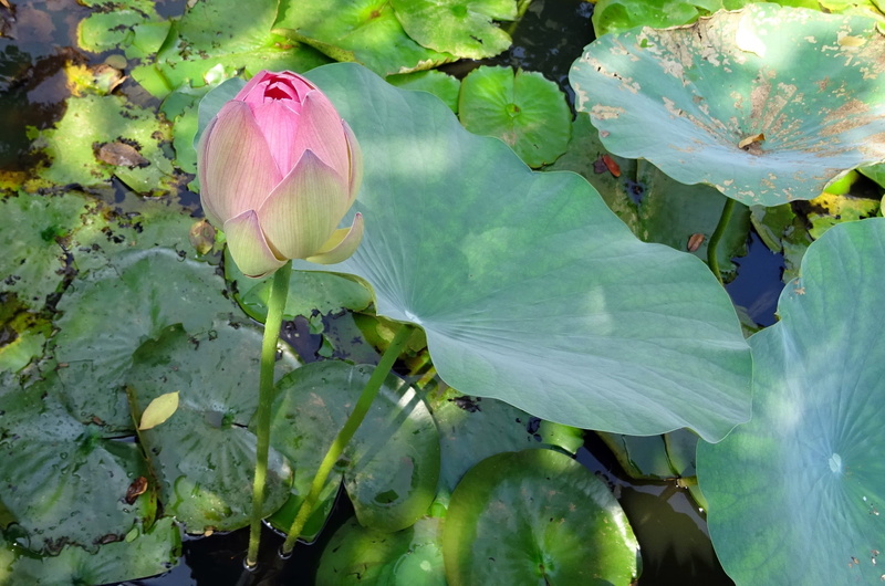 oriental, pundarika, lotus Water Lily, green Color, sharada, padam, dharwad, close-up, growth, nelumbium speciosum, sacred lotus, flora, blossom, water