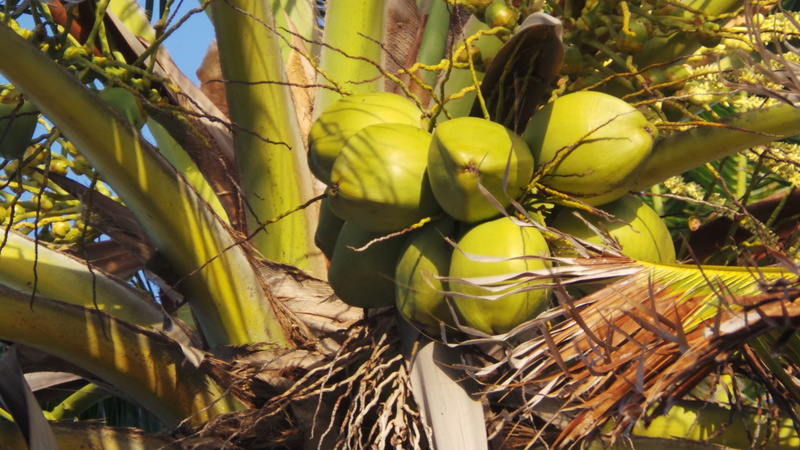 bunch, plant part, tender, coconut, tree, day, tropical, no people, beauty in nature, green color, nature, agriculture, palm, close-up, growth, healthy eating