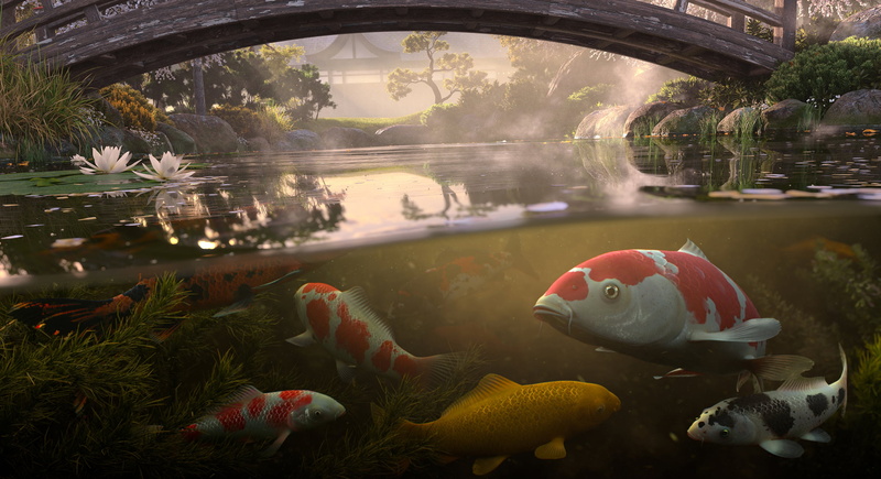 pond, swimming, glass - material, marine, vertebrate, no people, fish, nature, animal wildlife, outdoors, lake, carp, reflection, goldfish, Antonis Fylladitis