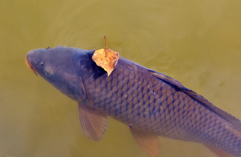 lake, pond, animal, animal themes, 5K, water surface, animal body part, water, catch of fish, focus on foreground, food, fish pond, scale, close-up, swim