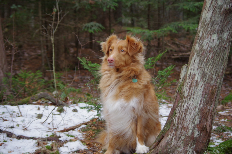 brown, mammal, pets, white, field, day, trees, domestic animals, 4K, focus on foreground, land, trunk, Nova Scotia Duck Tolling Retriever, one animal