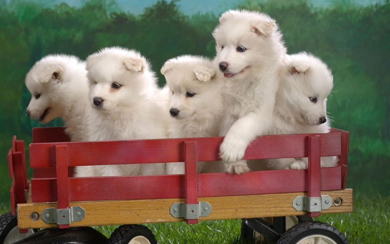 wagonload, puppies, 1080P, samoyed