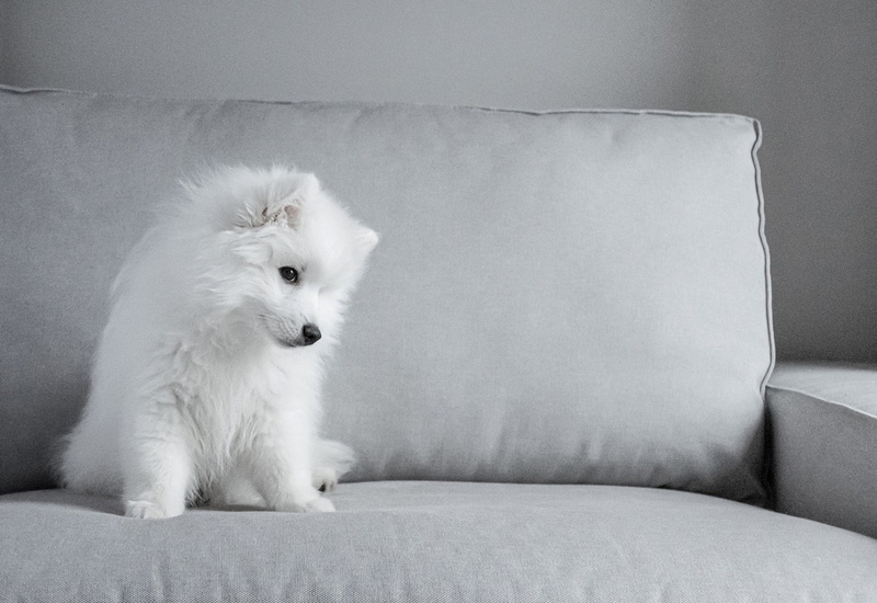 Baby Animal, Samoyed, Dogs, Pet, Puppy, 1080P, Dog