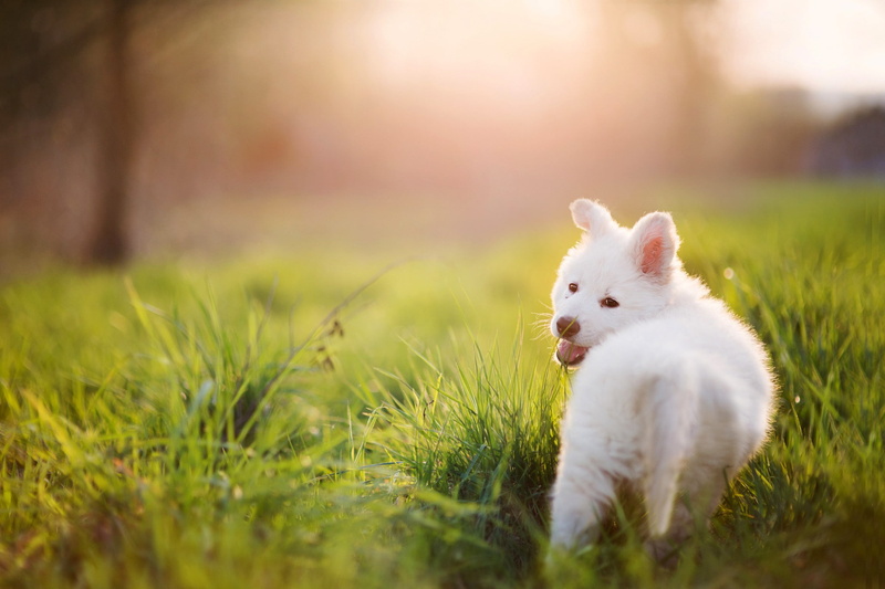 grass, dog, Puppy, summer, 1080P, white, samoyed