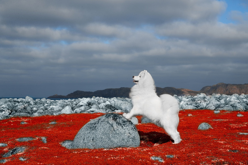 dog, pet, rock, 1080P, samoyed
