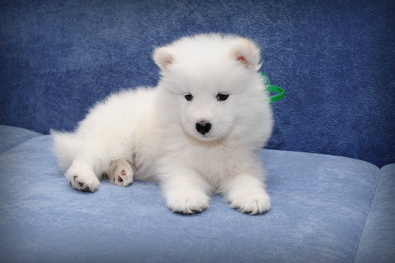 Dog, Dogs, Puppy, Baby Animal, 1080P, Samoyed