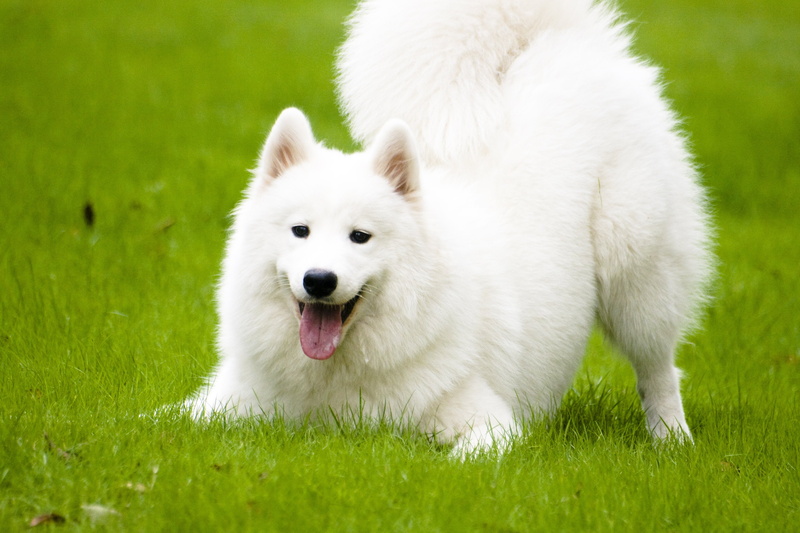 dog, close-up, nature, animal themes, plant, mouth open, pomeranian, animal mouth, samoyed, 4K, green color, grass, animal head, young animal, day, pets