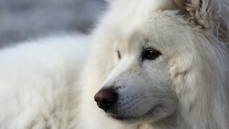 focus on foreground, pets, domestic animals, hair, looking, one animal, animal eye, canine, animal, no people, looking away, mammal, whisker, white color