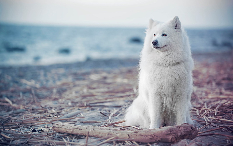 1080P, samoyed