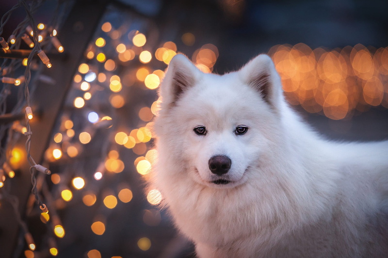 bokeh, garland, puppy, portrait, face, 1080P, light, Samoyed, dog, light bulb, white, look, background