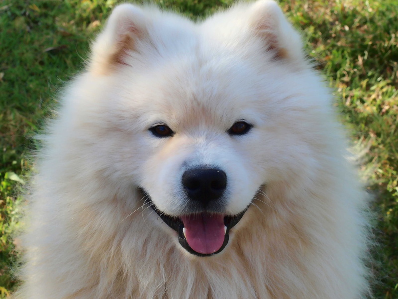 day, Canine, animal head, mouth, close-up, mammal, focus on foreground, domestic animals, vertebrate, pomeranian, animal body part, dog, white color, samoyed
