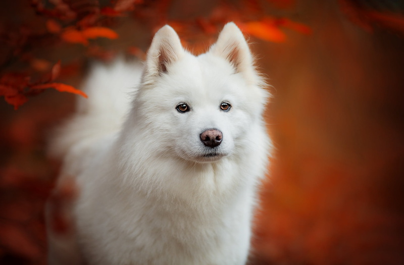 1080P, Dogs, Pet, Dog, Samoyed