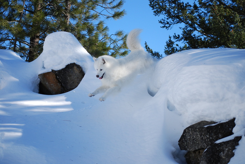 plant, animal themes, Canine, 4K, nature, winter, day, cold temperature, tree, sky, tranquility, no people, animal, beauty in nature, vertebrate, frozen