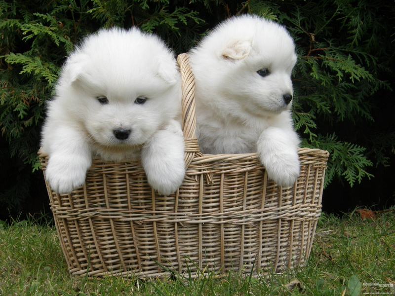 domestic, mammal, two animals, pomeranian, samoyed, dog, group of animals, domestic animals, animal head, dogs, pets, white color, animal, grass, baby