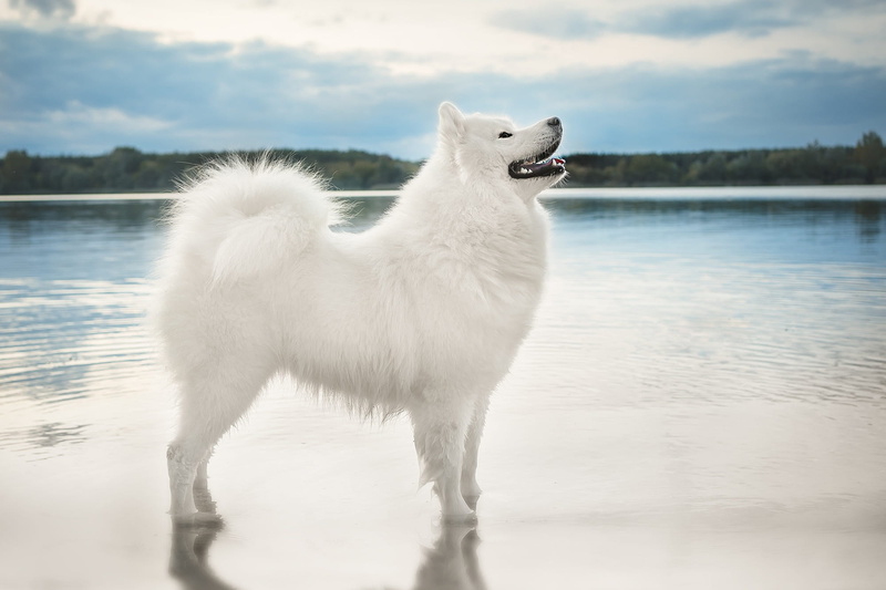 Dog, Samoyed, Dogs, 1080P