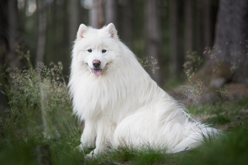 Samoyed, look, nature, 1080P