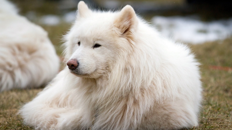 pets, animal body part, animals in the wild, canine, domestic animals, animal themes, animal hair, no people, dog, samoyed the most beautiful dog picture