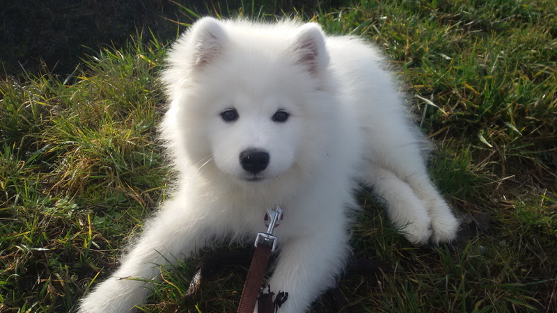 the Samoyed, white, 2K, puppy, dog