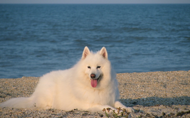 Canine, land, sticking out tongue, mammal, domestic, dogs, panting, facial expression, samoyed, pets, 2K, water, domestic animals, mouth open, mouth, animal themes