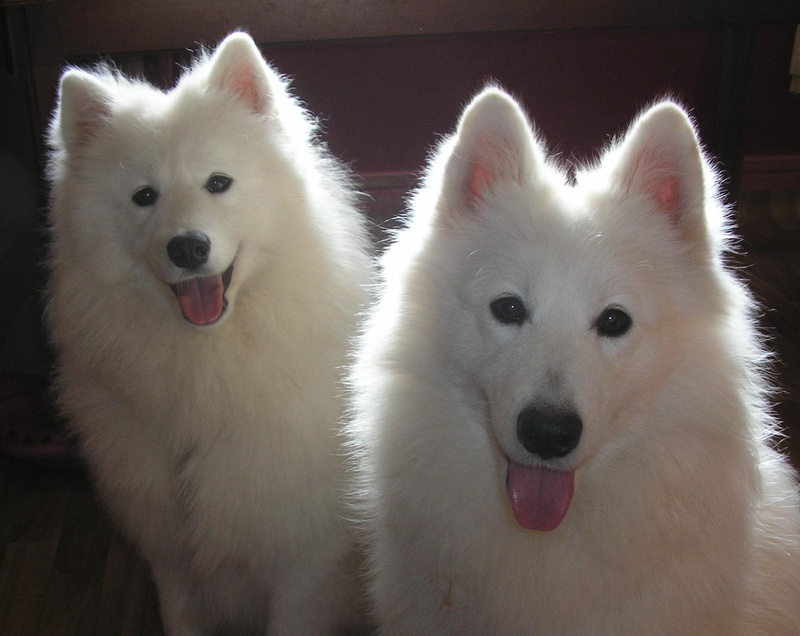 white, qannik, 1080P, dogs, samoyed, huskies, animals, kai, snow, listening, two, intently