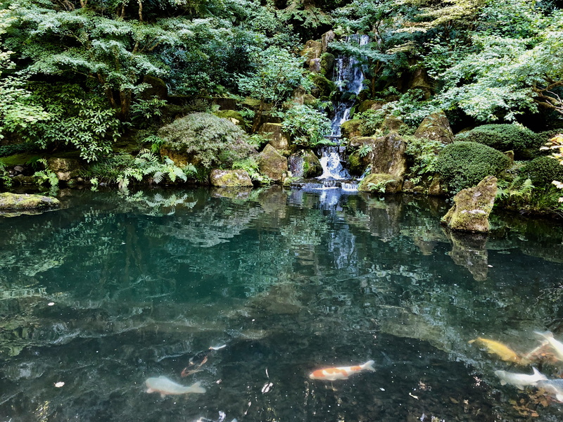 beauty in nature, waterfront, tranquil scene, growth, iphone x, reflection, pacific northwest, land, fish, koi, nature, united states, tranquility, iphone