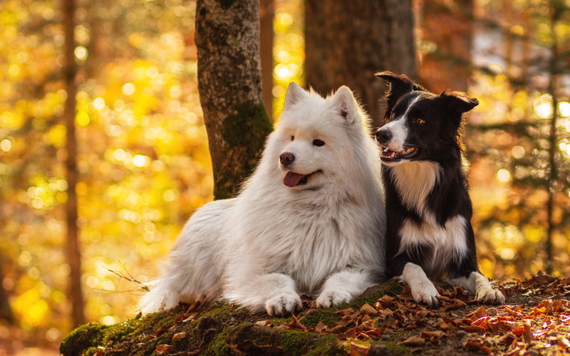 Border Collie, Forest, Samoyed, Fall, Sitting, Dog, Dogs, 1080P